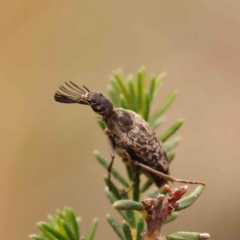 Ptilophorus sp. (genus) (Wedge-shaped beetle) at Bruce Ridge - 25 Sep 2023 by ConBoekel