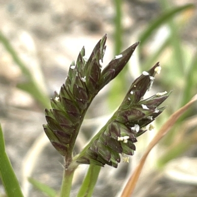 Eleusine tristachya (Goose Grass, Crab Grass, American Crows-Foot Grass) at QPRC LGA - 1 Jan 2024 by JaneR