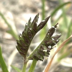 Eleusine tristachya (Goose Grass, Crab Grass, American Crows-Foot Grass) at Bendoura, NSW - 1 Jan 2024 by JaneR