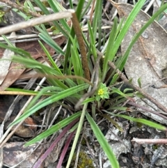 Stylidium graminifolium (grass triggerplant) at Aranda, ACT - 2 Jan 2024 by lbradley