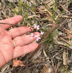 Stylidium graminifolium at Aranda, ACT - 2 Jan 2024 10:46 AM