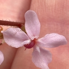 Stylidium graminifolium at Aranda, ACT - 2 Jan 2024