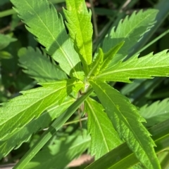 Lycopus australis (Native Gipsywort, Australian Gipsywort) at Lower Cotter Catchment - 27 Nov 2023 by Tapirlord