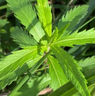 Lycopus australis (Native Gipsywort, Australian Gipsywort) at Lower Cotter Catchment - 27 Nov 2023 by Tapirlord