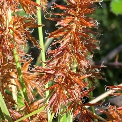 Cyperus lucidus (Leafy Flat Sedge) at Lower Cotter Catchment - 27 Nov 2023 by Tapirlord