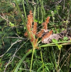 Cyperus lucidus at Lower Cotter Catchment - 27 Nov 2023 05:22 PM