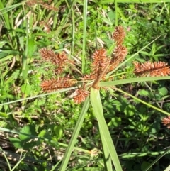 Cyperus lucidus at Lower Cotter Catchment - 27 Nov 2023 05:22 PM