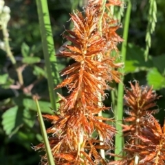 Cyperus lucidus at Lower Cotter Catchment - 27 Nov 2023 05:22 PM