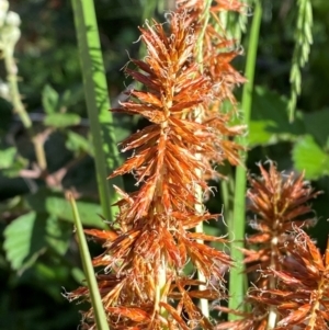 Cyperus lucidus at Lower Cotter Catchment - 27 Nov 2023 05:22 PM