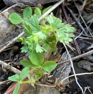 Aphanes australiana at Namadgi National Park - 27 Nov 2023