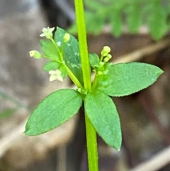 Galium leiocarpum (Maori Bedstraw) at Uriarra Village, ACT - 27 Nov 2023 by Tapirlord