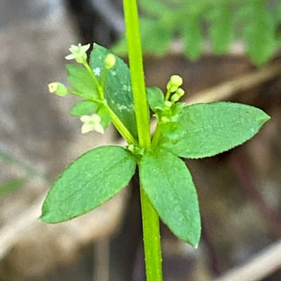 Galium leiocarpum (Maori Bedstraw) at Namadgi National Park - 27 Nov 2023 by Tapirlord