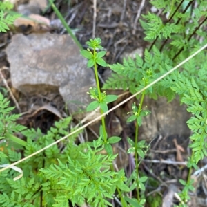 Galium leiocarpum at Uriarra Village, ACT - 27 Nov 2023