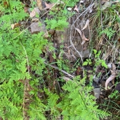 Galium leiocarpum at Uriarra Village, ACT - 27 Nov 2023