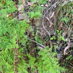 Galium leiocarpum at Uriarra Village, ACT - 27 Nov 2023