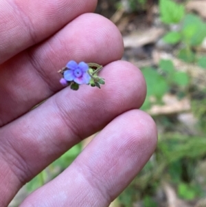 Cynoglossum australe at Namadgi National Park - 27 Nov 2023