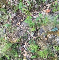 Cynoglossum australe at Namadgi National Park - 27 Nov 2023