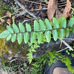 Pellaea calidirupium (Hot Rock Fern) at Uriarra Village, ACT - 27 Nov 2023 by Tapirlord