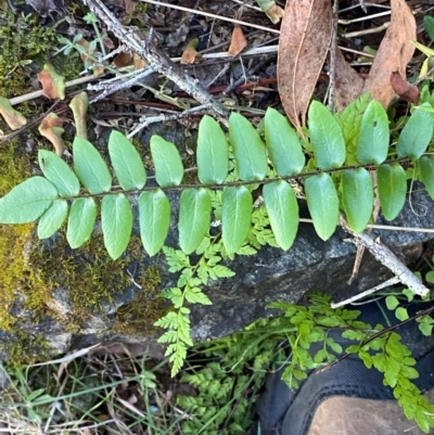 Pellaea calidirupium (Hot Rock Fern) at Uriarra Village, ACT - 27 Nov 2023 by Tapirlord