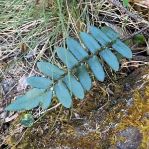 Pellaea calidirupium at Namadgi National Park - 27 Nov 2023
