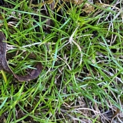 Schoenus maschalinus at Namadgi National Park - 27 Nov 2023 04:34 PM