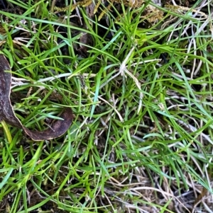 Schoenus maschalinus at Namadgi National Park - 27 Nov 2023 04:34 PM