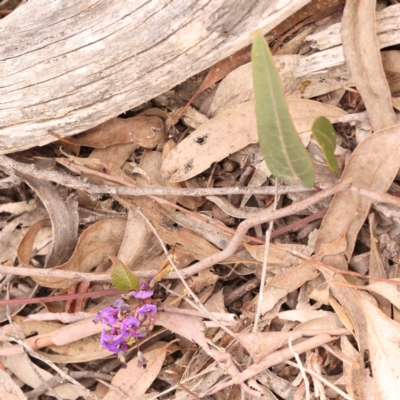 Hardenbergia violacea (False Sarsaparilla) at Bruce Ridge to Gossan Hill - 26 Sep 2023 by ConBoekel