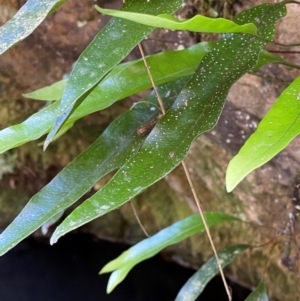 Zealandia pustulata subsp. pustulata at Uriarra Village, ACT - 27 Nov 2023