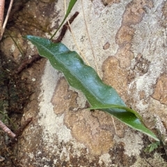 Zealandia pustulata subsp. pustulata at Uriarra Village, ACT - 27 Nov 2023