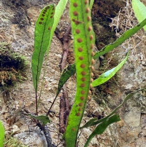 Zealandia pustulata subsp. pustulata at Uriarra Village, ACT - 27 Nov 2023