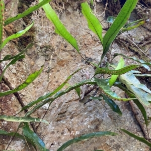 Zealandia pustulata subsp. pustulata at Uriarra Village, ACT - 27 Nov 2023