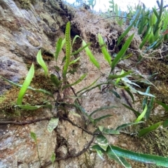 Microsorum pustulatum subsp. pustulatum at Uriarra Village, ACT - 27 Nov 2023