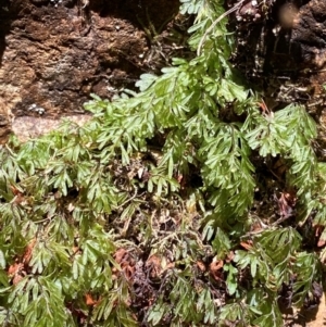 Hymenophyllum cupressiforme at Uriarra Village, ACT - 27 Nov 2023