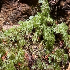 Hymenophyllum cupressiforme (Common Filmy Fern) at Namadgi National Park - 27 Nov 2023 by Tapirlord
