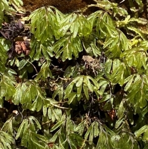 Hymenophyllum cupressiforme at Uriarra Village, ACT - 27 Nov 2023