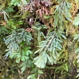 Hymenophyllum cupressiforme at Uriarra Village, ACT - 27 Nov 2023