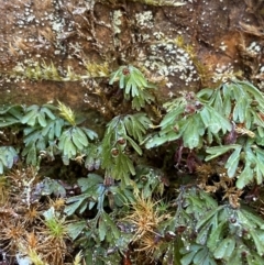 Hymenophyllum cupressiforme at Uriarra Village, ACT - 27 Nov 2023