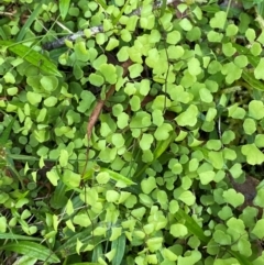 Adiantum aethiopicum (Common Maidenhair Fern) at Uriarra Village, ACT - 27 Nov 2023 by Tapirlord