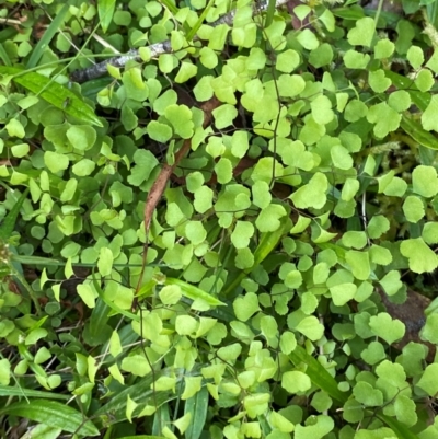 Adiantum aethiopicum (Common Maidenhair Fern) at Uriarra Village, ACT - 27 Nov 2023 by Tapirlord