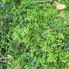 Adiantum aethiopicum at Namadgi National Park - suppressed