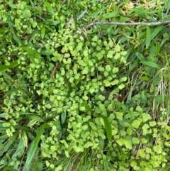 Adiantum aethiopicum at Namadgi National Park - suppressed