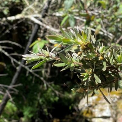 Leptospermum lanigerum (Woolly Teatree) at Namadgi National Park - 27 Nov 2023 by Tapirlord