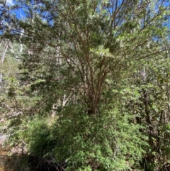 Leptospermum lanigerum at Namadgi National Park - 27 Nov 2023