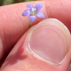 Wahlenbergia multicaulis (Tadgell's Bluebell) at Namadgi National Park - 27 Nov 2023 by Tapirlord