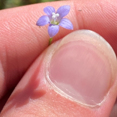 Wahlenbergia multicaulis (Tadgell's Bluebell) at Namadgi National Park - 27 Nov 2023 by Tapirlord