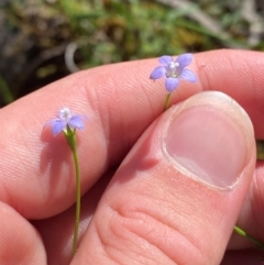 Wahlenbergia multicaulis at Namadgi National Park - 27 Nov 2023 03:28 PM