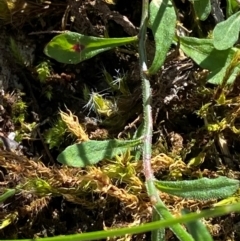 Wahlenbergia multicaulis at Namadgi National Park - 27 Nov 2023 03:28 PM