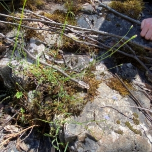 Wahlenbergia multicaulis at Namadgi National Park - 27 Nov 2023