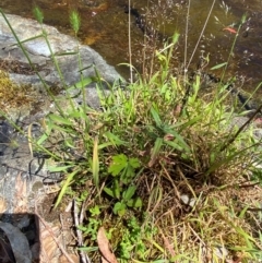 Geranium potentilloides var. potentilloides at Namadgi National Park - 27 Nov 2023
