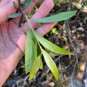 Callistemon pallidus at Namadgi National Park - 27 Nov 2023